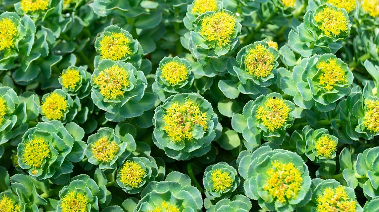 Rhodiola Rosea Extract benefits