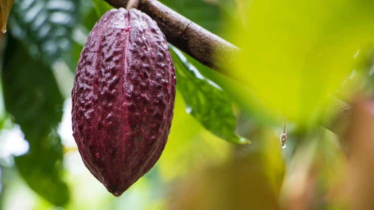 Cacao Powder benefits