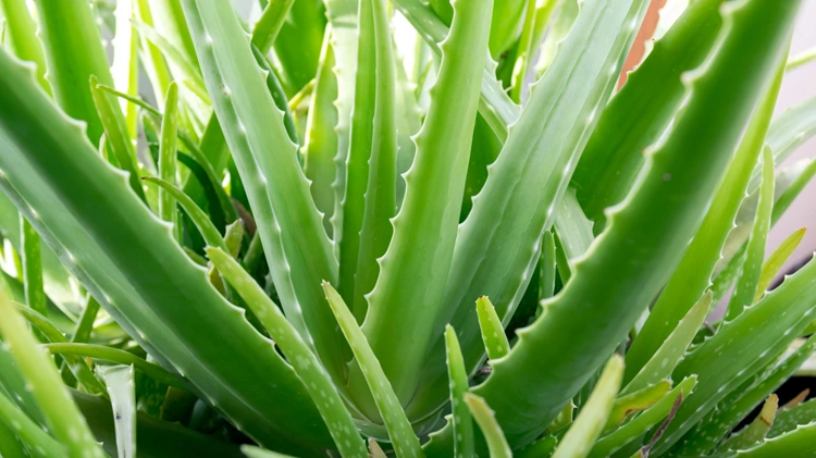 Soluble Fiber & Aloe Vera benefits