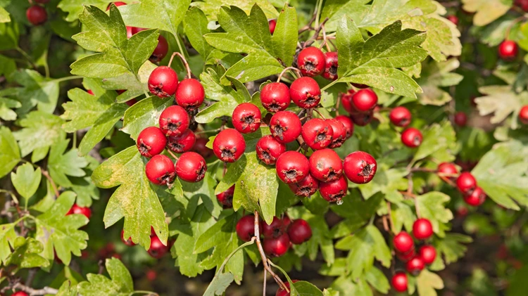 Hawthorn Berry benefits
