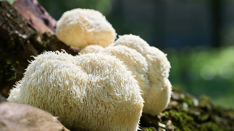 Lion’s Mane Mushroom benefits