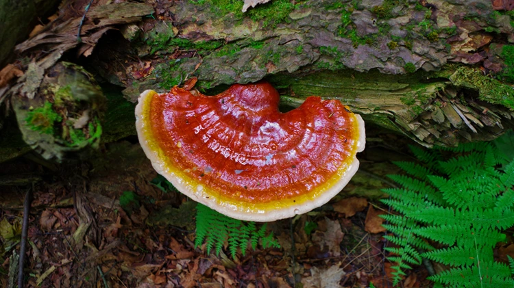 Reishi Mushroom benefits