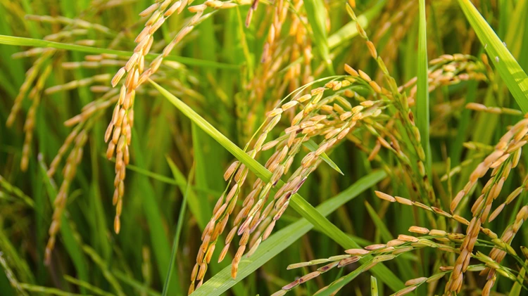 Stabilized Rice Bran benefits