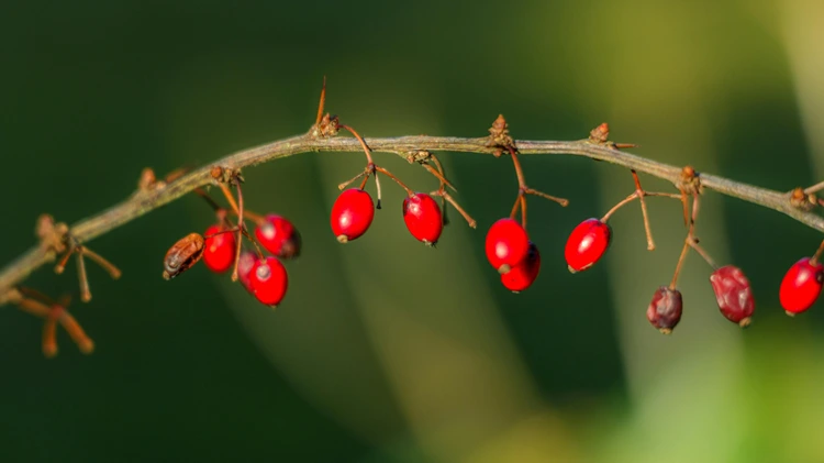 Berberine HCl benefits