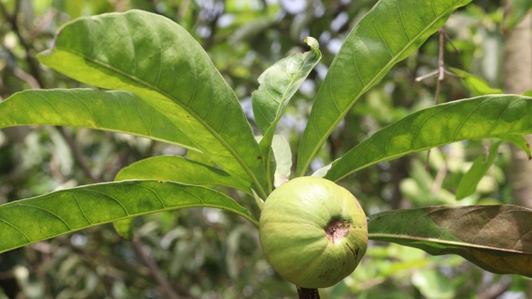 Garcinia Cambogia benefits