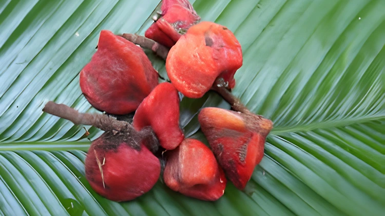 Katemfe Fruit Extract benefits