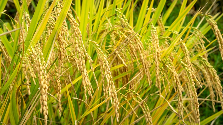 Stabilized Rice Bran benefits